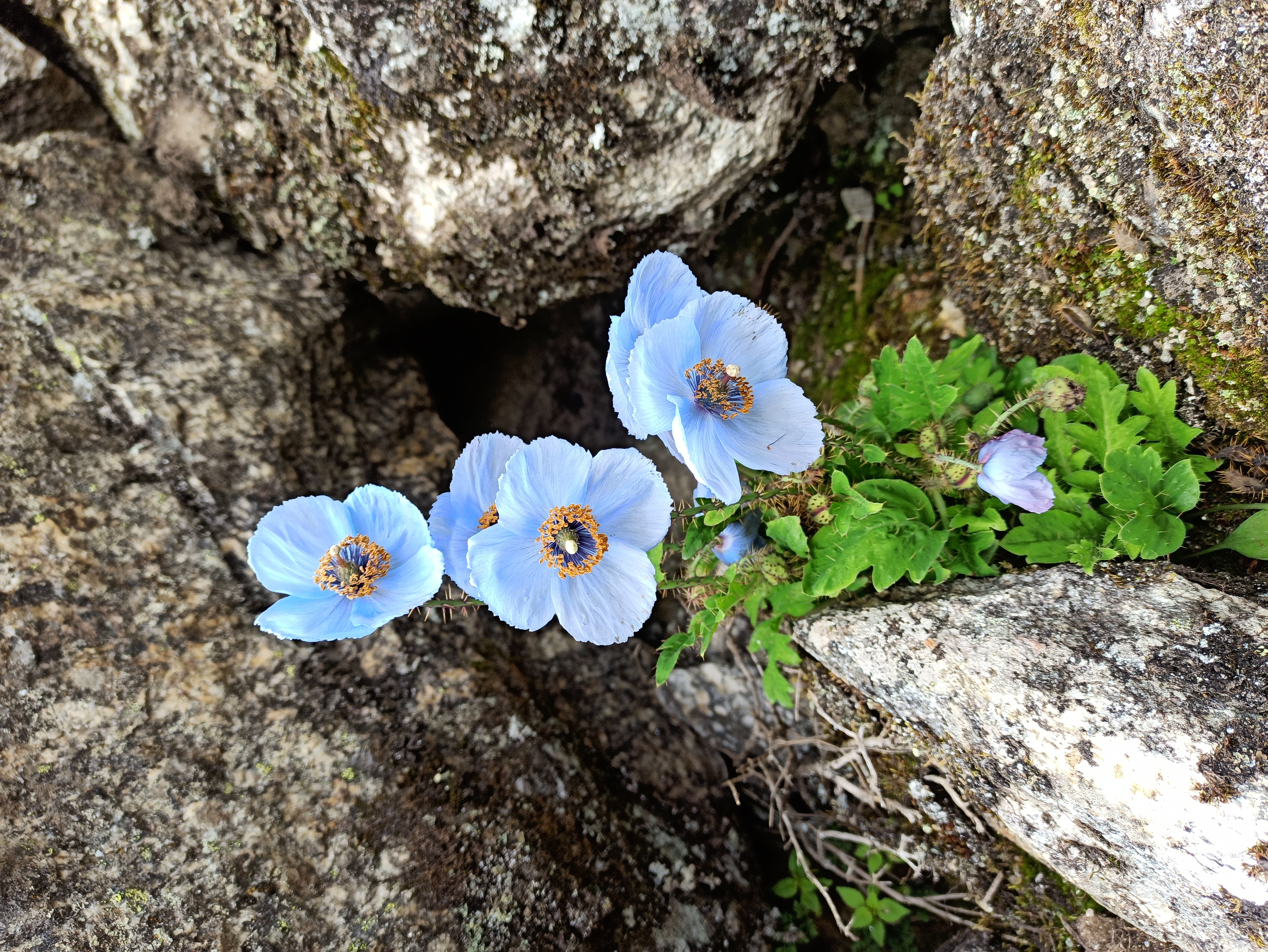Phenological Observations